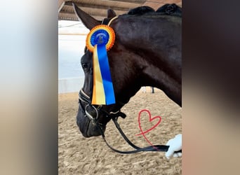 German Sport Horse, Gelding, 3 years, 16.1 hh, Black