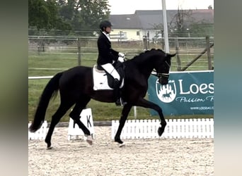 German Sport Horse, Gelding, 3 years, 16.1 hh, Black