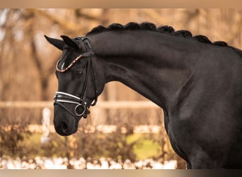 German Sport Horse, Gelding, 3 years, 16.1 hh, Black