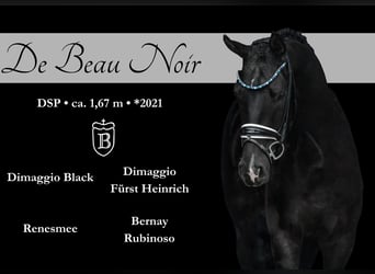 German Sport Horse, Gelding, 3 years, 16,1 hh, Black