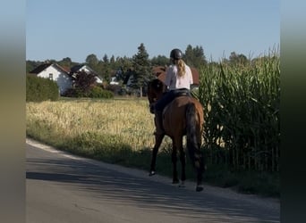 German Sport Horse, Gelding, 3 years, 16.1 hh, Brown
