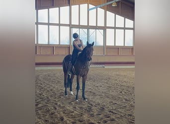 German Sport Horse, Gelding, 3 years, 16.1 hh, Brown