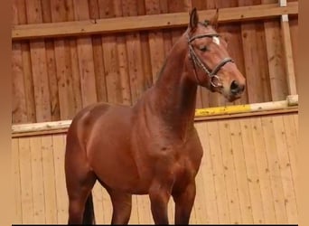 German Sport Horse, Gelding, 3 years, 16.1 hh, Brown