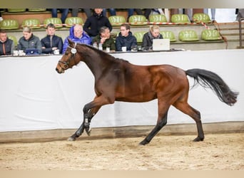 German Sport Horse, Gelding, 3 years, 16.1 hh, Brown