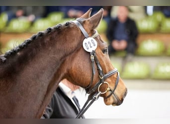 German Sport Horse, Gelding, 3 years, 16.1 hh, Brown