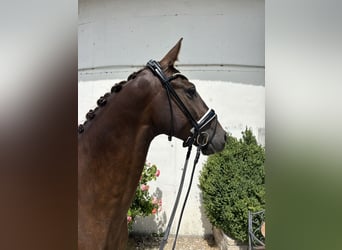 German Sport Horse, Gelding, 3 years, 16.1 hh, Chestnut