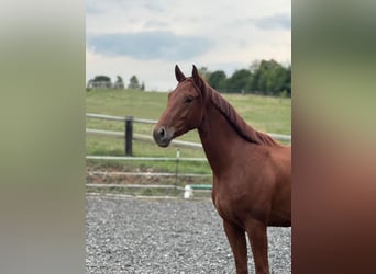 German Sport Horse, Gelding, 3 years, 16.1 hh, Chestnut