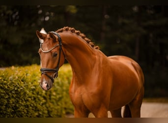 German Sport Horse, Gelding, 3 years, 16.1 hh, Chestnut-Red