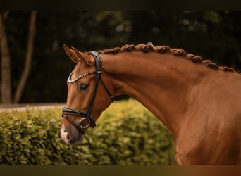 German Sport Horse, Gelding, 3 years, 16.1 hh, Chestnut-Red