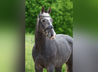 German Sport Horse, Gelding, 3 years, 16.1 hh, Gray-Dapple