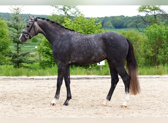 German Sport Horse, Gelding, 3 years, 16.1 hh, Gray-Dapple
