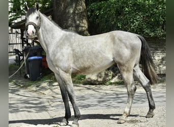 German Sport Horse, Gelding, 3 years, 16.1 hh, Grey-Dapple