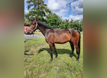 German Sport Horse, Gelding, 3 years, 16.1 hh, Smoky-Black
