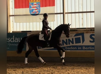 German Sport Horse, Gelding, 3 years, 16.2 hh, Bay-Dark