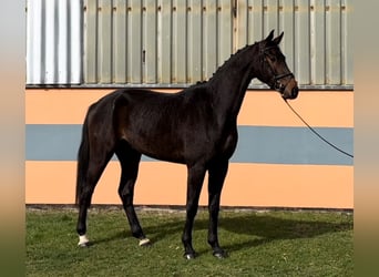 German Sport Horse, Gelding, 3 years, 16.2 hh, Bay-Dark