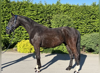 German Sport Horse, Gelding, 3 years, 16.2 hh, Black