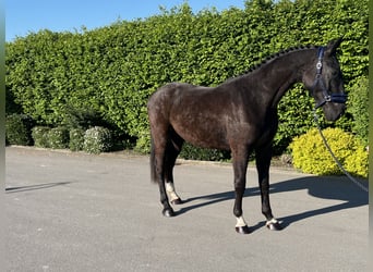 German Sport Horse, Gelding, 3 years, 16.2 hh, Black