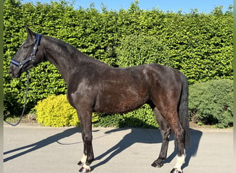 German Sport Horse, Gelding, 3 years, 16.2 hh, Black