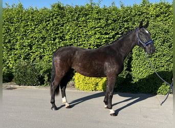 German Sport Horse, Gelding, 3 years, 16.2 hh, Black