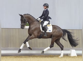 German Sport Horse, Gelding, 3 years, 16.2 hh, Black
