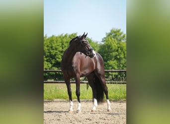 German Sport Horse, Gelding, 3 years, 16.2 hh, Black
