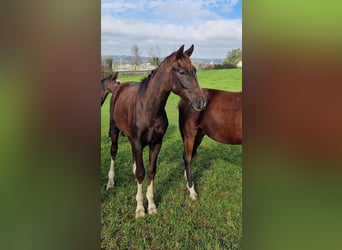 German Sport Horse, Gelding, 3 years, 16.2 hh, Chestnut