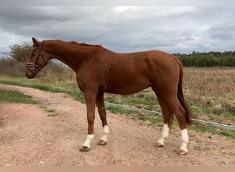 German Sport Horse, Gelding, 3 years, 16.2 hh, Chestnut-Red
