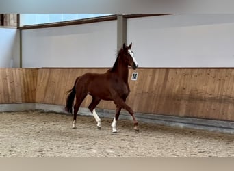 German Sport Horse, Gelding, 3 years, 16.2 hh, Chestnut-Red