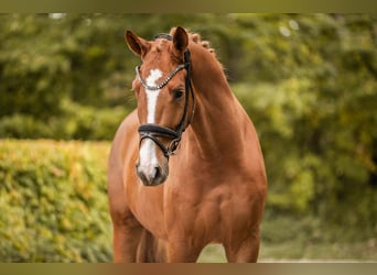 German Sport Horse, Gelding, 3 years, 16.2 hh, Chestnut-Red