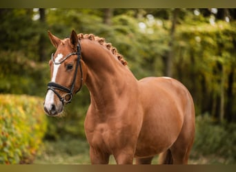 German Sport Horse, Gelding, 3 years, 16.2 hh, Chestnut-Red