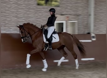 German Sport Horse, Gelding, 3 years, 16.2 hh, Chestnut-Red