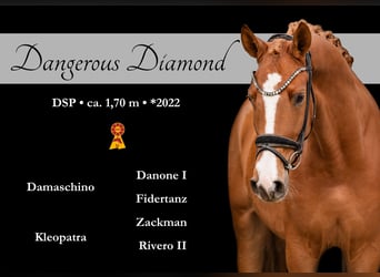 German Sport Horse, Gelding, 3 years, 16.2 hh, Chestnut-Red