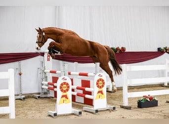 German Sport Horse, Gelding, 3 years, 16.2 hh, Chestnut-Red