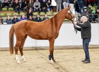 German Sport Horse, Gelding, 3 years, 16.2 hh, Chestnut-Red