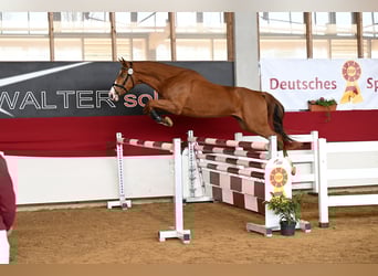German Sport Horse, Gelding, 3 years, 16.2 hh, Chestnut-Red