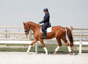 German Sport Horse, Gelding, 3 years, 16.2 hh, Chestnut-Red