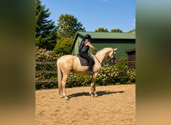 German Sport Horse, Gelding, 3 years, 16.2 hh, Palomino