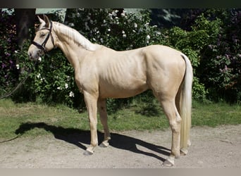 German Sport Horse, Gelding, 3 years, 16.2 hh, Palomino