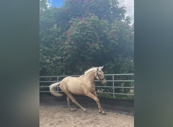 German Sport Horse, Gelding, 3 years, 16.2 hh, Palomino