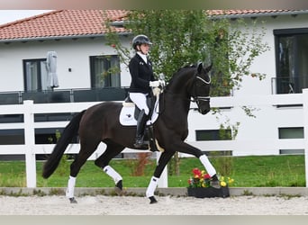 German Sport Horse, Gelding, 3 years, 16.2 hh, Smoky-Black