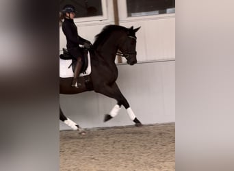 German Sport Horse, Gelding, 3 years, 16.3 hh, Brown