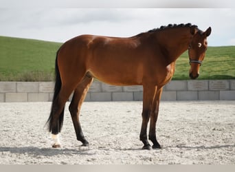 German Sport Horse, Gelding, 3 years, 16.3 hh, Brown