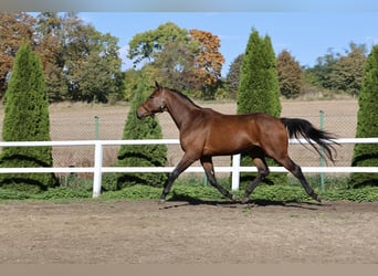 German Sport Horse, Gelding, 3 years, 16.3 hh, Brown