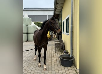 German Sport Horse, Gelding, 3 years, 16 hh, Bay-Dark