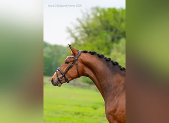 German Sport Horse, Gelding, 3 years, 16 hh, Bay