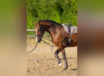 German Sport Horse, Gelding, 3 years, 16 hh, Bay