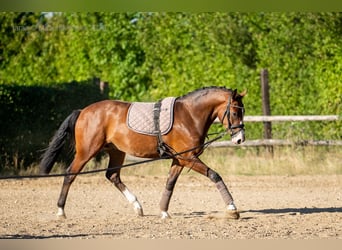 German Sport Horse, Gelding, 3 years, 16 hh, Bay