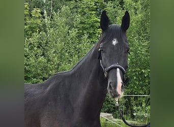 German Sport Horse, Gelding, 3 years, 16 hh, Black