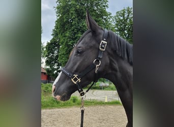 German Sport Horse, Gelding, 3 years, 16 hh, Black