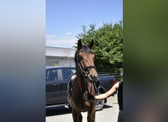 German Sport Horse, Gelding, 3 years, 16 hh, Brown